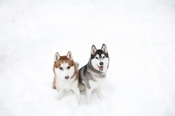 Perros huskie negro rojo —  Fotos de Stock