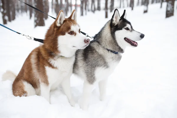 Perros huskie negro rojo —  Fotos de Stock