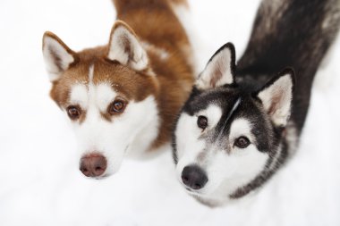 Köpekler huskie siyah kırmızı
