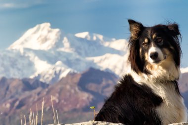 Husky Denali önünde