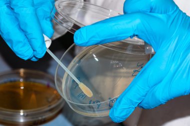 Biyolog temizleme bezi petri kabına