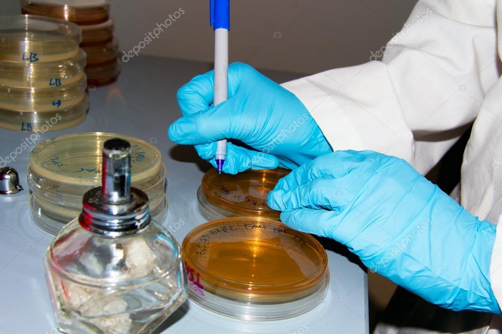 Scientist labeling petri dishes — Stock Photo ©