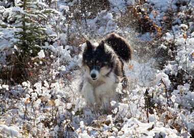 Husky leaping through the snow clipart