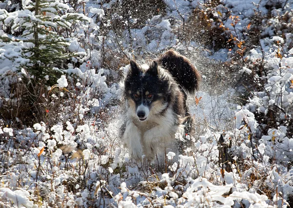 Husky che salta attraverso la neve — Foto Stock