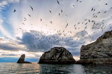 Kachemak Bay sürünüz martılar