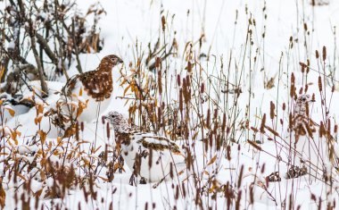 Willow ptarmigan Denali Milli Parkı'nda
