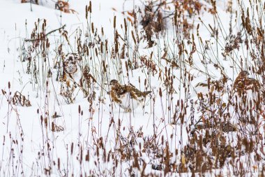 Willow ptarmigan Denali Milli Parkı'nda