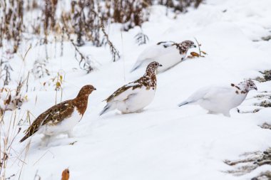 Willow ptarmigan Denali Milli Parkı'nda