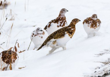 Willow ptarmigan Denali Milli Parkı'nda