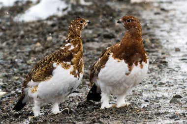 Willow ptarmigan Denali Milli Parkı'nda