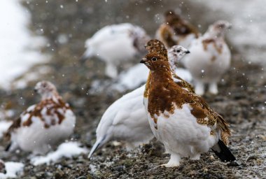 Willow ptarmigan Denali Milli Parkı'nda