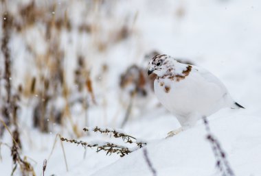Willow ptarmigan Denali Milli Parkı'nda