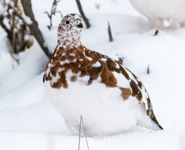Willow ptarmigan Denali Milli Parkı'nda