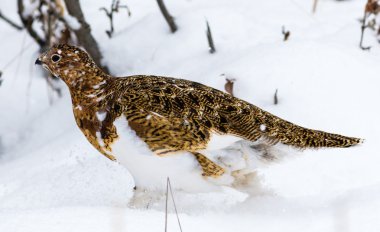 Willow ptarmigan Denali Milli Parkı'nda