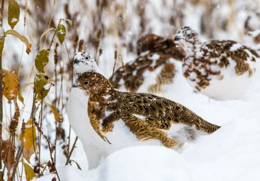 Willow ptarmigan Denali Milli Parkı'nda