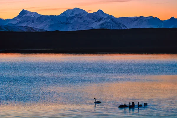 Schwäne im Gipfelsee — Stockfoto