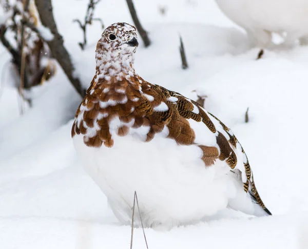 Willow ptarmigan in het Nationaal Park Denali — Stockfoto