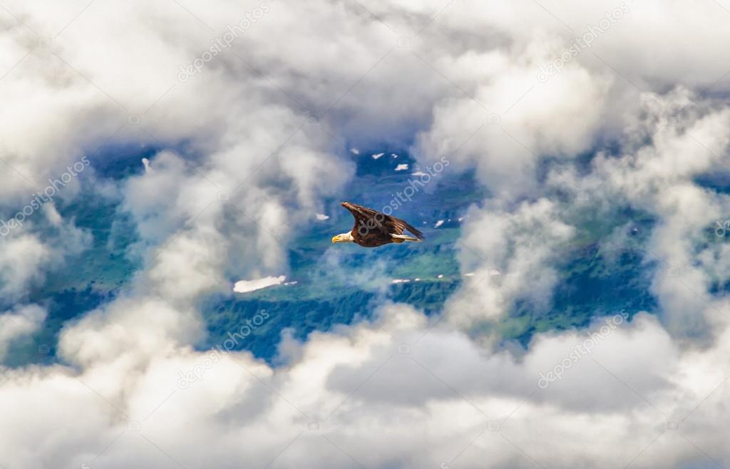 Eagle in clouds