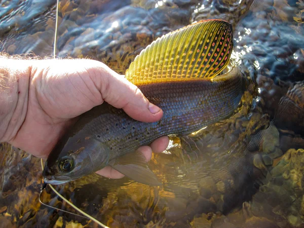 Grayling elinde — Stok fotoğraf