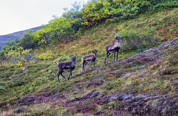 Tre caribou som närmade sig nära camp på morgonen — Stockfoto