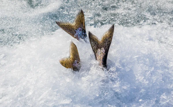 奇努克鲑鱼冷却时冰上钓鱼 图库图片