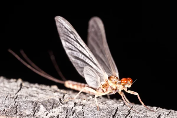 Ephemerella aurivillii mayfly dun (subimago) — Stock Photo, Image