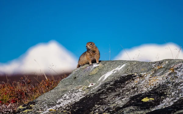 Alaska'da Arktik zemin sincap — Stok fotoğraf