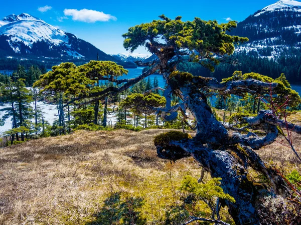 Ancient bonsai spruce — Stock Photo, Image