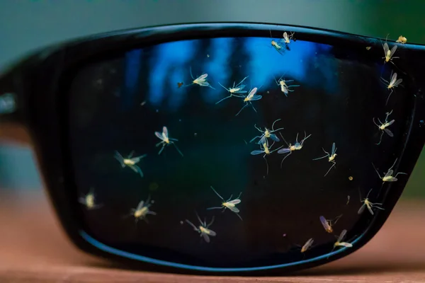 Errores salpicados en gafas de sol — Foto de Stock