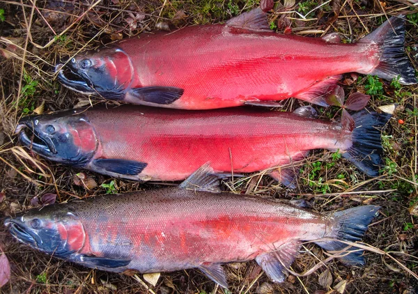 Zilver (coho) zalm — Stockfoto