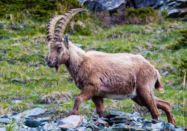 Íbice masculino por encima de Zermatt —  Fotos de Stock