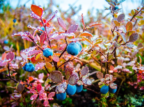 Wild blueberries covered in dew — Stock Photo, Image