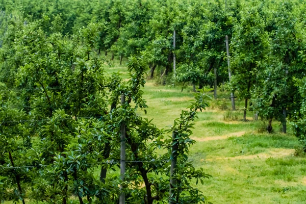 Ett olivträd — Stockfoto