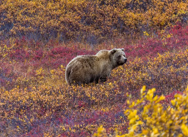 Niedźwiedź Grizzly w Park Narodowy Denali — Zdjęcie stockowe