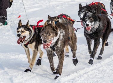 Iditarod'da kızak köpekleri
