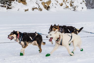 Iditarod'da kızak köpekleri