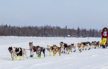 2015 Iditarod'da köpek takım