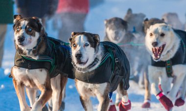 Yukon Quest kızak köpekleri