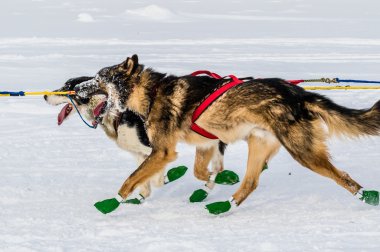 Iditarod'da kızak köpekleri