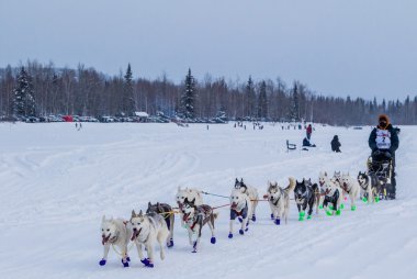 2015 Iditarod'da köpek takım