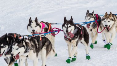 Iditarod'da kızak köpekleri