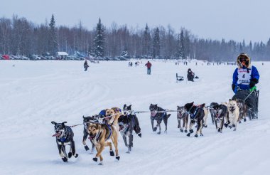 2015 Iditarod'da köpek takım