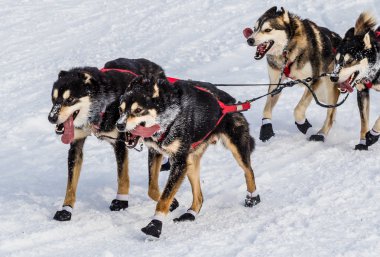 Iditarod'da kızak köpekleri