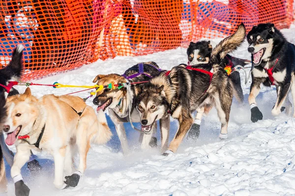 Yukon Quest sled dogs — Stock Photo, Image