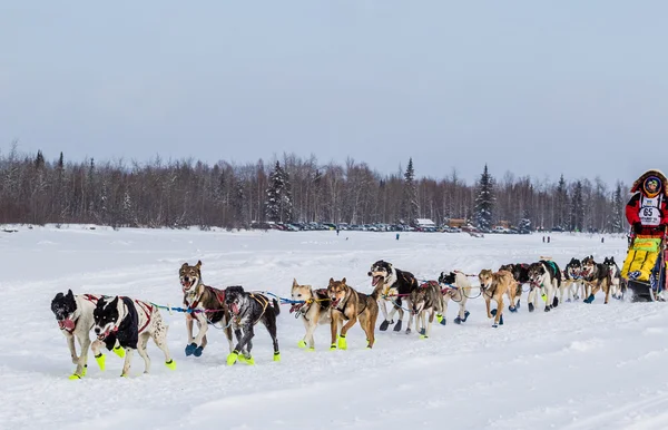2015 Iditarod Dog Team — Foto Stock