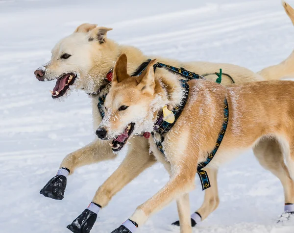 Iditarod'da kızak köpekleri — Stok fotoğraf