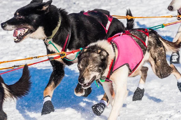 Yukon Quest sled dogs — Stock Photo, Image