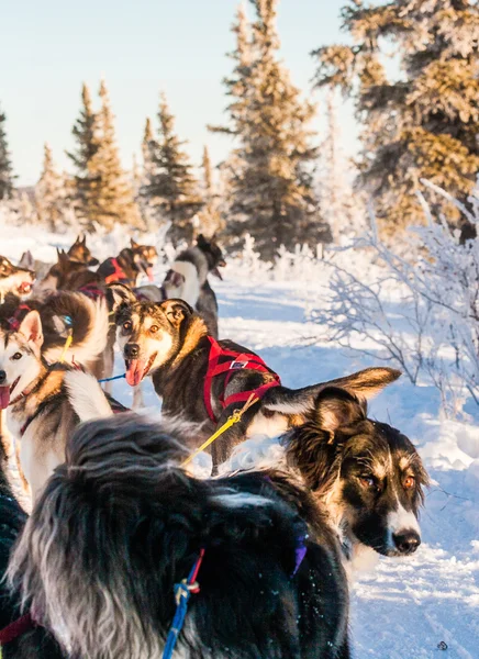 Sled dog team in attesa di comandi — Foto Stock