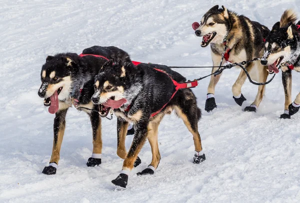 Iditarod cani da slitta — Foto Stock