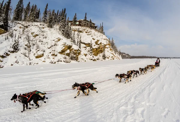 Équipe de chiens Iditarod 2015 — Photo